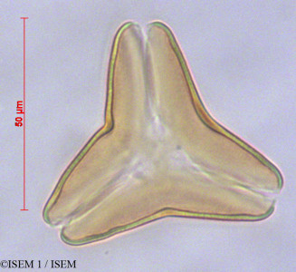 Tristerix grandiflorus - lame n° 29113
